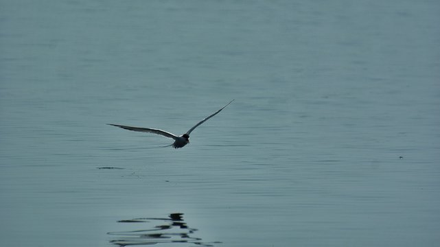 Thalasseus Bilder Durchsuchen 3,224 Archivfotos, und