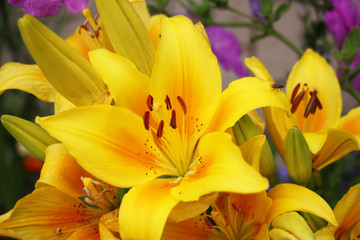 yellow lilies in the garden and a fly
