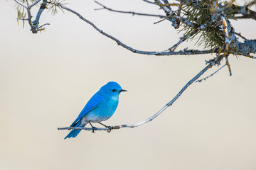 Mountain bluebird perched on twig.