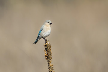 Female bluebird perched on a plant.