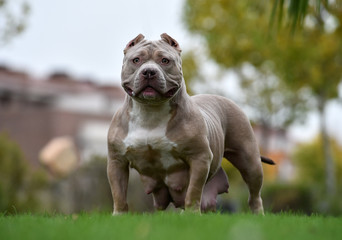  a strong american bully dog