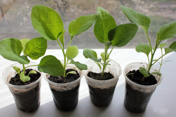 Eggplant seedling sprouts on the white background. Growing vegetables indoor in the kitchen windowsill garden.