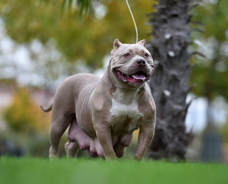  a strong american bully dog
