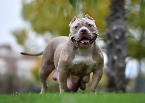 a strong american bully dog