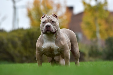  a strong american bully dog