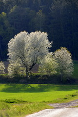 Obraz premium Kirschblüte. Wunderschön blühende Kirschbäume im Gegenlicht
