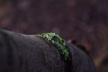 lichen on tree bark wood old yellow gray blue