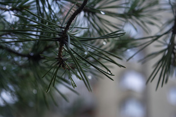 Naklejka na ściany i meble pine branches needles buds resin green