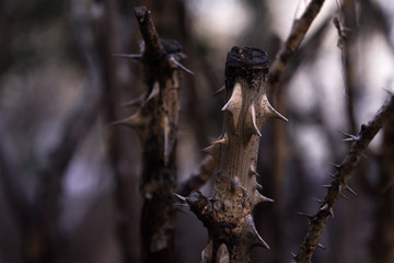 spines bush spikes stems branches sharp needles
