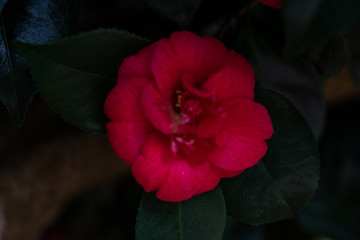 Blooming red camellia japonica emperror of russia