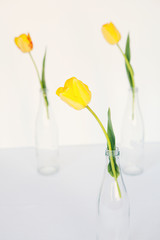 Yellow tulips in glass bottles on white background