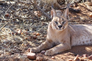 CARACAL LYING DOWN NAMIBIA