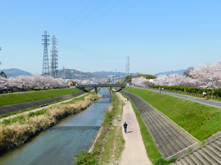 安威川と桜並木(大阪府茨木市)