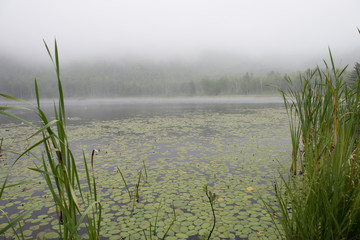 Obraz premium Lilypads On A Wetland Lake