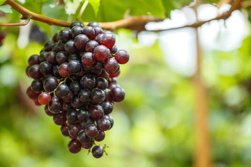 Red grapes on its    tree are delicious fruits for someone