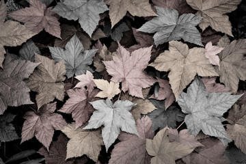 Metallic Leaves