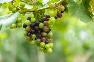 Green grapes on its  tree are delicious fruits for someone