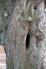 Fototapeta premium tree bark background