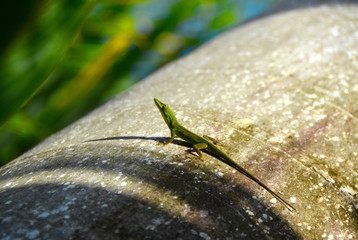 Jaszczurka anolis wygrzewająca się w słońcu na palmie © Tomasz Aurora
