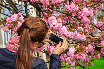 Naklejka premium Branches of beautiful blooming pink sakura (flowering cherry) in springtime