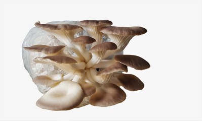 Oyster mushrooms in plastic bags  on white background