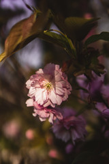 Kirschbaum mit pinken Blüten
