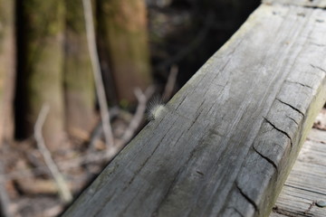 fuzzy caterpillar