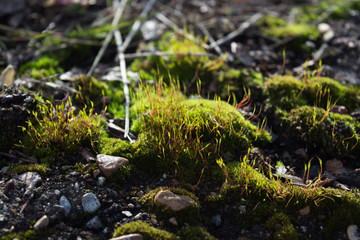 green moss grew on the asphalt