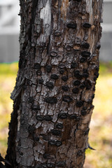 lichen on the bark fungus, mushroom, mold of a tree in the forest Park tree Bush gray 