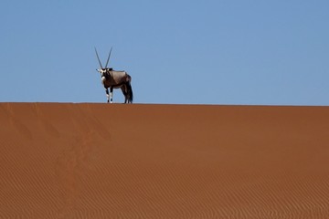 ORYX SILHOUETTE ON A DUNE IN CONTRAST IN SOSSUSVLEI NAMIBIA
