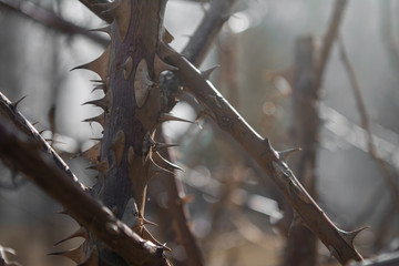 spines bush spikes stems branches sharp needles