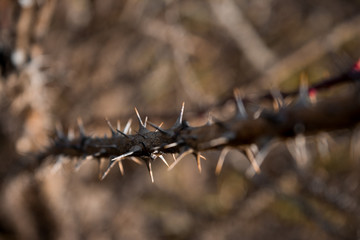 spines bush spikes stems branches sharp needles