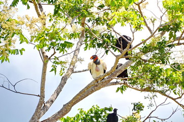 King Vulture sitting in a forest in Costa Rica.