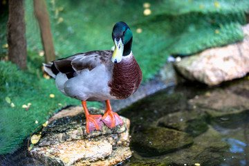 duck on the rock