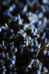 Closeup macro photo of lavender bouquet. Texture over beautiful light