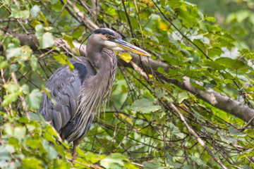 Heron in Tree