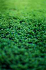 green soft leaves of plant