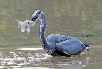 Heron Spearing Fish with Beak