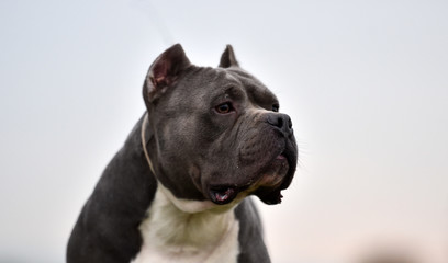 a strong american bully dog