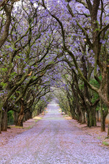 Fototapeta premium Purple colored jacaranda flowers in the trees and in the road
