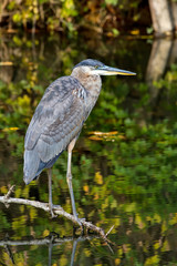 Heron Profile