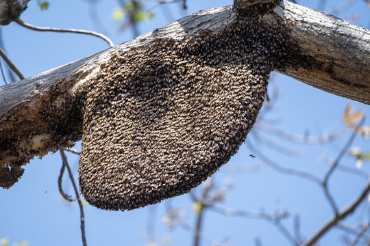 Large beehive with wasps on a tree, close up view