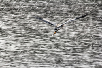Heron Flying Over Water In Winter