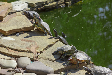 Red eared slider turtle. Trachemys scripta elegans.