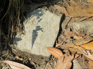 The shadow of a plant on a rock