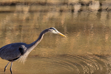 Heron Fishing in Pond