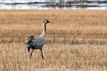Common Crane standing still on the Finnish field on spring time. A little of snow and ice. © Joni