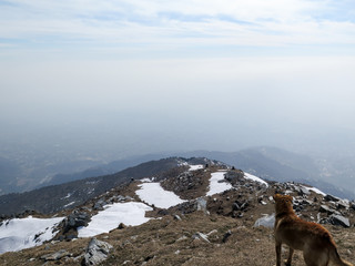 A very polluted day on the top of a hill in McLeod Ganj