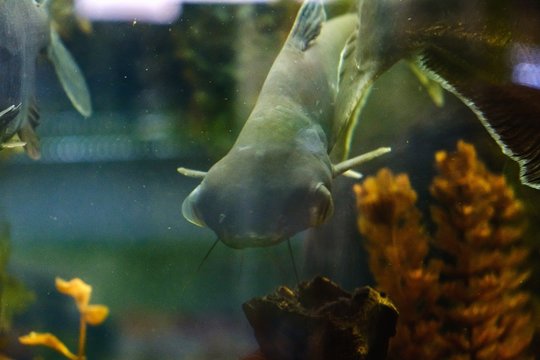 aquarium fish tropical underwater animal,  deep.