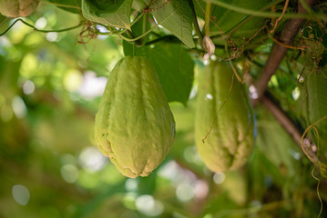 Gardening Chayote squash vines growing on bamboo stick.